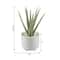 Flora Bunda® 10" Aloe In 5" Barcode Footed Ceramic Pot